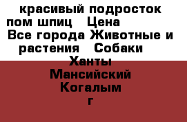 красивый подросток пом шпиц › Цена ­ 30 000 - Все города Животные и растения » Собаки   . Ханты-Мансийский,Когалым г.